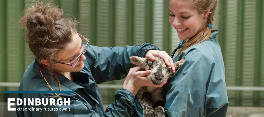 Two veterinarians with a lamb