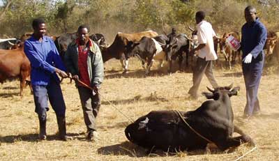 African Vets