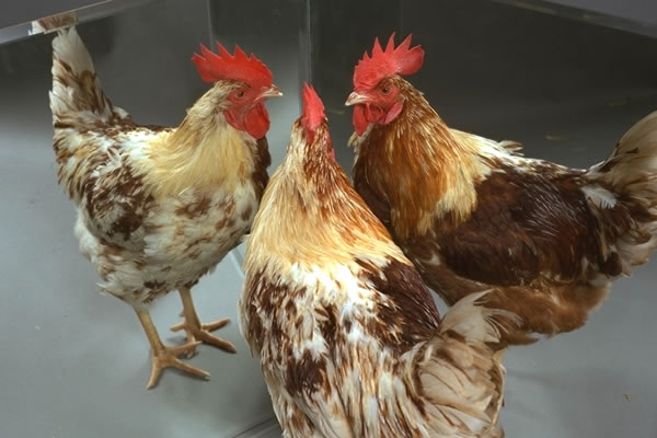 Male side (left/white) and female side (right/brown) of gynandromorph bird reflected in mirrors.