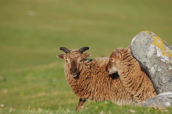 Soay sheep