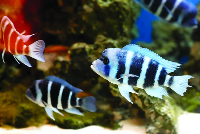 Zebrafish