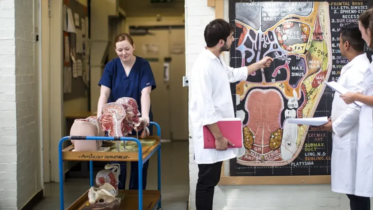 Undergraduate - Anatomy Chart - 2