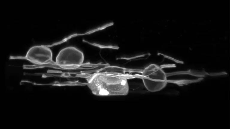 Oligodendrocytes in zebrafish exhibiting the myelin swelling.