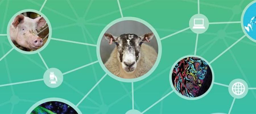 Picture of animals connected to internet and computer icons 