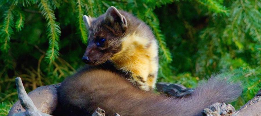 PineMarten