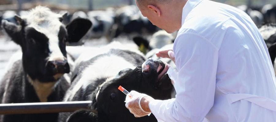 GAAFS - veterinarian inspecting cows at a farm