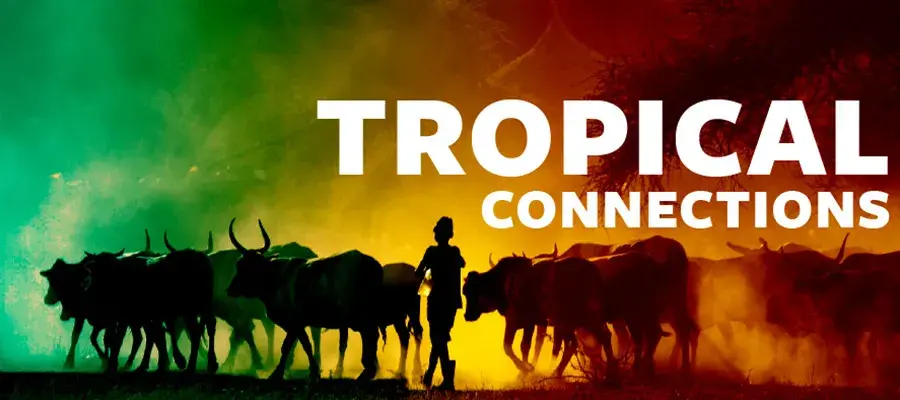 Cattle and woman, in shadow, with "Tropical Connection" overlaid.