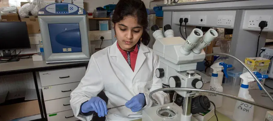 A researcher in a laboratory wearing a lab coat and gloves using a microscope