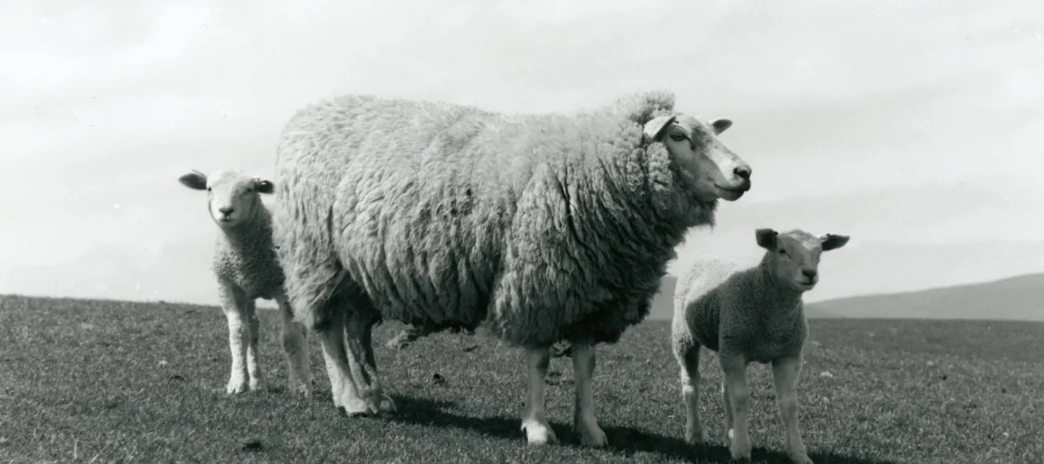 Black and white photo of a sheep with two lambs
