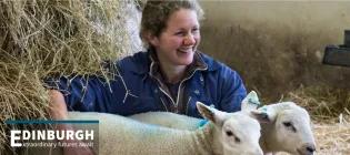 Farm animal veterinarian working with two sheep