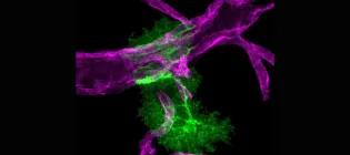 Two astrocytes in green enwrapping brain blood vessels in magenta.