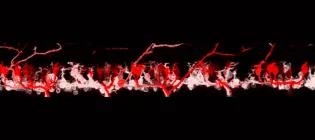 Fluorescently-labeled spinal motor neurons in a developing zebrafish