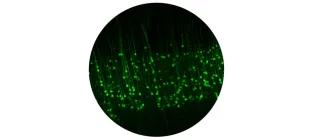 Projection neurons in layer 5 of primary motor cortex that drive execution of simple and complex movements.