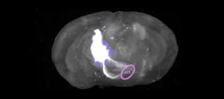 GFP labelled neurons in the prefrontal cortex send long-range axons to the lateral hypothalamus (LH).