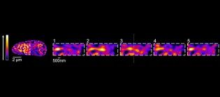 Calcium signal crossing a single pathway within the cell-wide web.