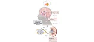 Enhanced appetite for salty foods can increase blood pressure and induce inflammation to damage the kidney
