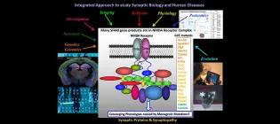 Integrated Approach to study Synaptic Biology and Human Brain Disorders.