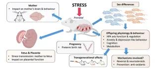 The Brunton Lab's research focusses on the impacts of prenatal stress and the underlying mechanisms