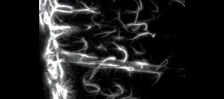 Specialized astrocytes create the glia limitans.