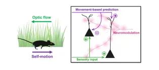Diagram depicting the learning of visuomotor predictions: when we run forward we learn to expect the resulting optic flow.