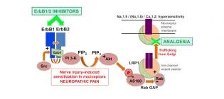 Analgesic effects of ErbB1/2 inhibitors in neuropathic pain are due to interruption of EGFR signalling and channel trafficking in nociceptors.