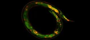 Nematode worm Caenorhabditis elegans with an expanded genetic code, expressing a red fluorescent protein containing a non-canonical amino acid.