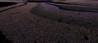 Immense synapse diversity in the brain: a view of the mouse hippocampus with coloured spots representing molecularly diverse synapses.