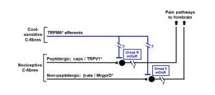 TRPM8-expressing afferents differentially gate out pain processing in spinal cord through distinct Group II/III receptors.