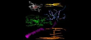 Brain cell diversity: neurons (blue), synapses (red), oligodendroglia (green, yellow, orange), microglia (white), astroglia (magenta).