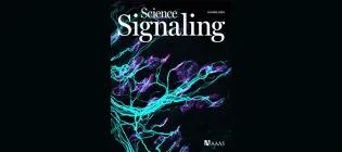 Confocal micrograph of mouse neuromuscular junctions.