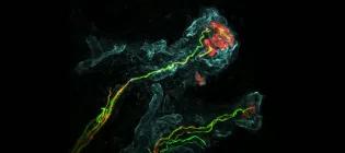 ‘Sensing touch’: A tactile (Meissner) corpuscle - a sensory end organ exquisitely sensitive to fine touch.