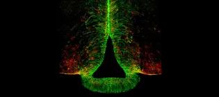 Glial cells (red and green) at the brain–pituitary interface detect annual changes in daylength and regulate seasonal rhythms in physiology.