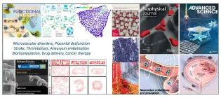 Research in microvascular blood flow, placental structure-function, stroke & aneurysm treatment, bioinspired swimmers and medical microrobots.