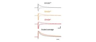 Slower decay of NMDA receptor-mediated synaptic currents in CA1 neurons with reduced GluN2A expression.
