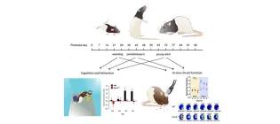 Emma R Wood Research Image