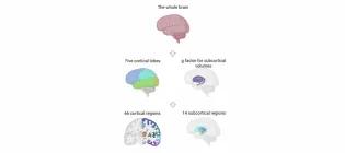 Heather C Whalley Research Image