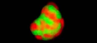 synbiopattern: en synthetic biological system that  self-oragnizes into colour patterns