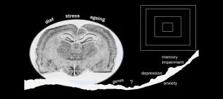 Autoradiograph image shows glucocorticoid receptor (GR) mRNA expression in mouse brain section.