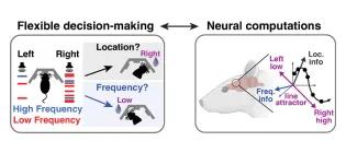 To study how rats solve tasks requiring flexible decision-making, we build computational models linking neural activity to cognitive function.