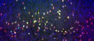 We use the mouse primary visual cortex as a model system of cortical integration of sensory and non-sensory information.