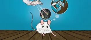 Holographically targeted optogenetics to manipulate memories.