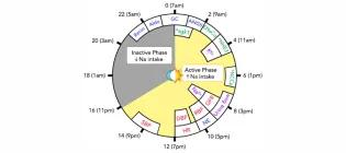 infographic of phases in our 24 molecular clock