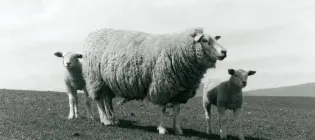 Black and white photo of a sheep with two lambs