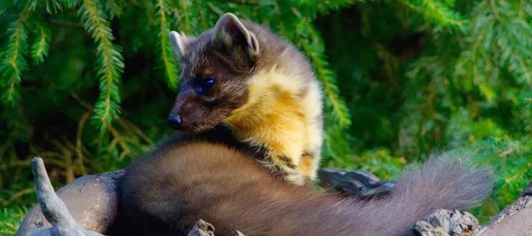 PineMarten