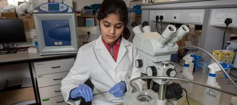 A researcher in a laboratory wearing a lab coat and gloves using a microscope