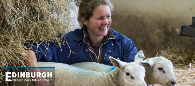 Farm animal veterinarian working with two sheep