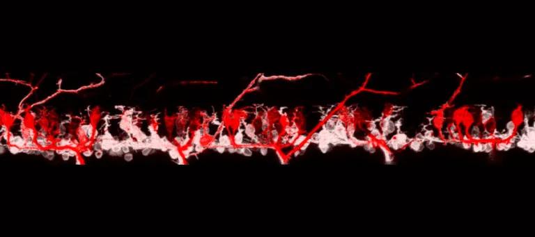 Fluorescently-labeled spinal motor neurons in a developing zebrafish