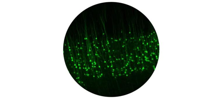 Projection neurons in layer 5 of primary motor cortex that drive execution of simple and complex movements.