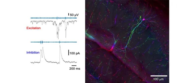 In vivo patch-clamp recording of synaptic currents from a hippocampal pyramidal cell during sharp wave-ripple oscillations.