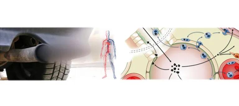 The microscopic particles in diesel exhaust have adverse effects throughout the cardiovascular system, through many different biological mechanisms.